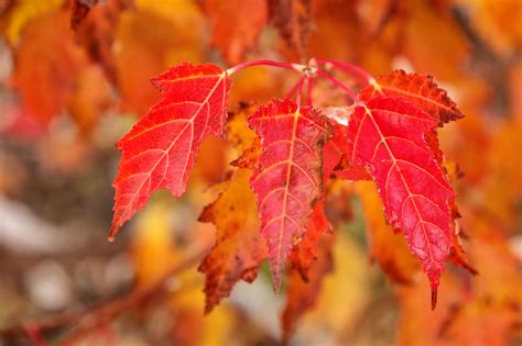 Maple tree leaves. Things To Know About Maple tree leaves. 